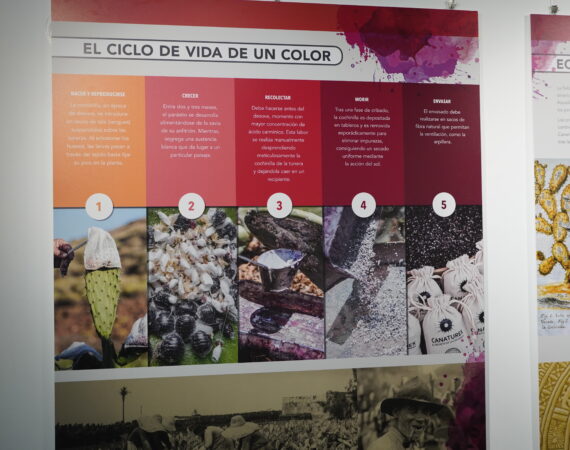 El Museo Elder reivindica el legado de la cochinilla con la nueva exposición "Cochinilla: el oro rojo"
