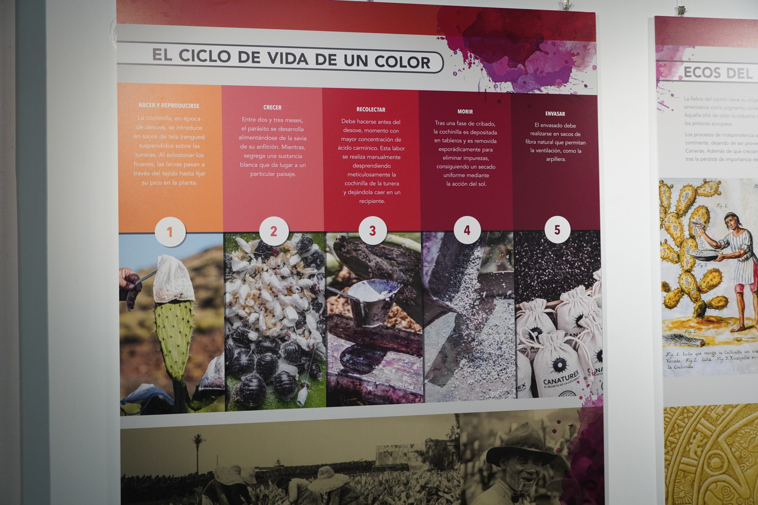 El Museo Elder reivindica el legado de la cochinilla con la nueva exposición «Cochinilla: el oro rojo»