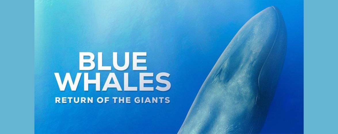 Blue Whales